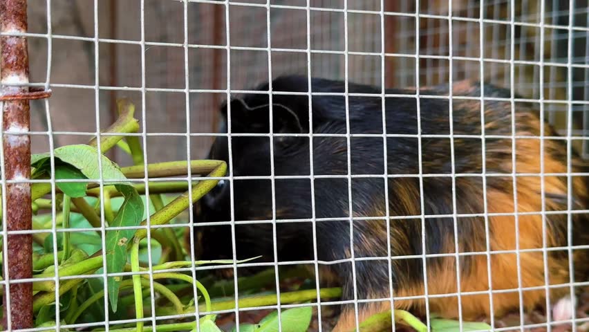 A guinea pig eats green leaves inside a caged enclosure outdoors on a sunny day with a wooden fence.