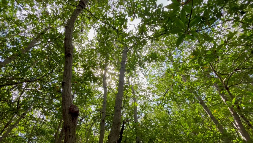 Looking up through tree forest sunlight