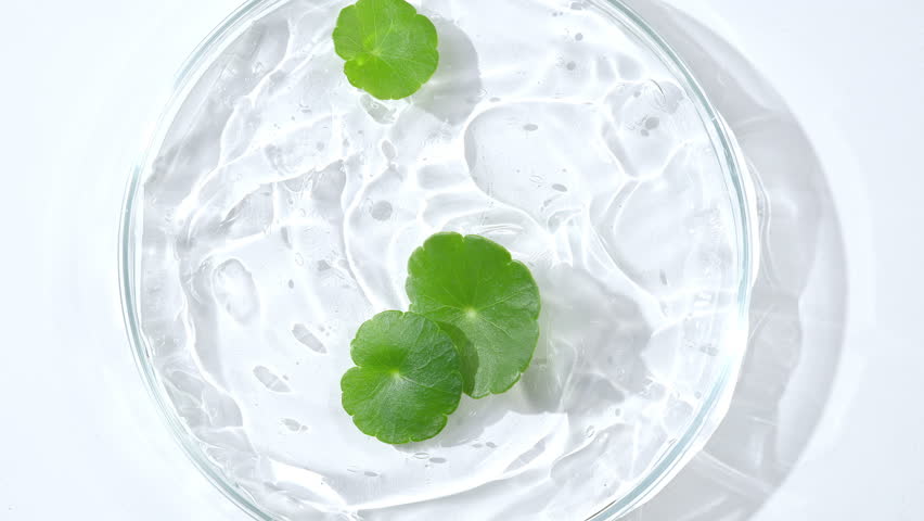 360-degree macro shot of fresh Centella asiatica leaves over transparent botanical gel, revealing natural leaf texture and botanical skincare ingredient details