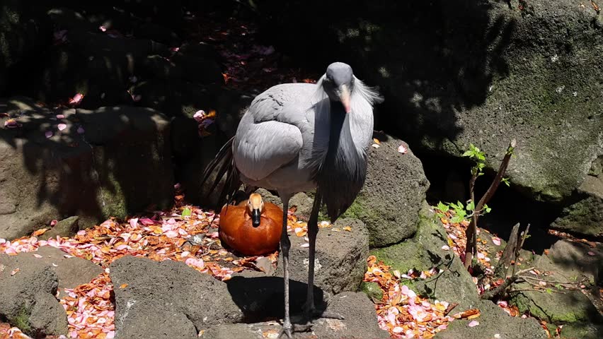 Demoiselle crane standing in a rocky outdoor near orange duck zoo enclosure in Izu, Japan, with gray feathers, black neck, white head plumes and natural sunlight.