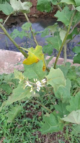 Turkeyberry sprout blooming beside a muddy stream, Solanum plant flowering inside a lush garden, Eggplant blossom growing near fresh waters, Nightshade shrub thriving along the creek, Susumber foliage opening across outdoor fields, White petals spreading around green leaves, Botanical bud unfolding under summer sunlight, Greenery stem twisting through dense grass, Pea-eggplant flora developing upon rich soil, Prickly bush expanding amid tropical weather, Shrubbery shoot stretching toward the riverbank, Flower cluster awakening during spring morning, Solanum torvum leaf resting atop a concrete wall, Vegetation growth detailing within organic farms, Seedling sprig rising past muddy ditches, Nightshade bloom emerging beneath tall canopies, Susumber twig climbing over backyard fences, Tiny blossoms clustering throughout rural landscapes, Green canopy expanding before daylight hours, Flowering herb standing against natural backgrounds, Pea-eggplant runner hanging above running water, Solanum stalk weaving among woodland pathways, Botanical element shining outside country roads, Turkeyberry frond glowing below bright skies, Eggplant specimen resting onto earth mounds, Shrub inflorescence sparkling behind misty hills, Nightshade weed spreading via meadow grasses, Susumber perennial shining opposite a concrete drain, Prickly offset growing underneath forest edges, White corolla dropping into fertile ground