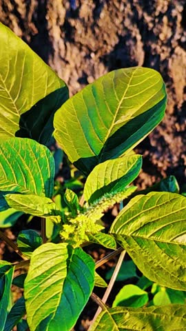 Vibrant Green Leaves of a Tropical Plant in Sunlight
