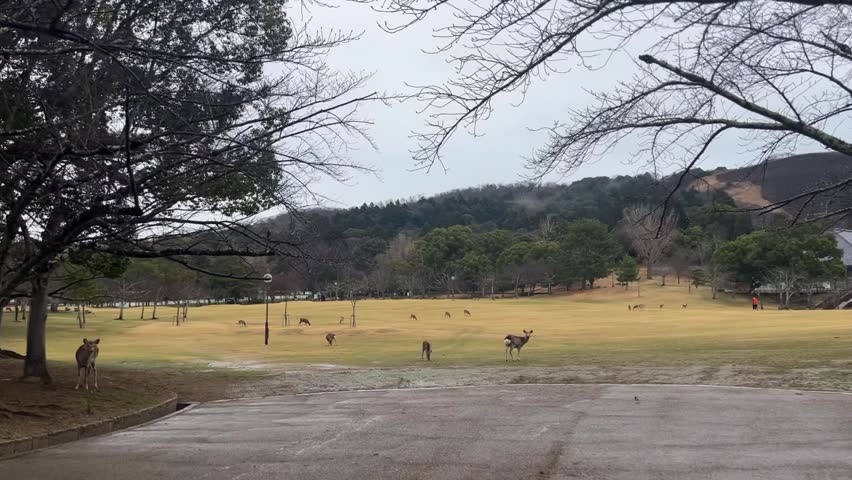 Japan Nara Deer Park Herd of Deers on a Field