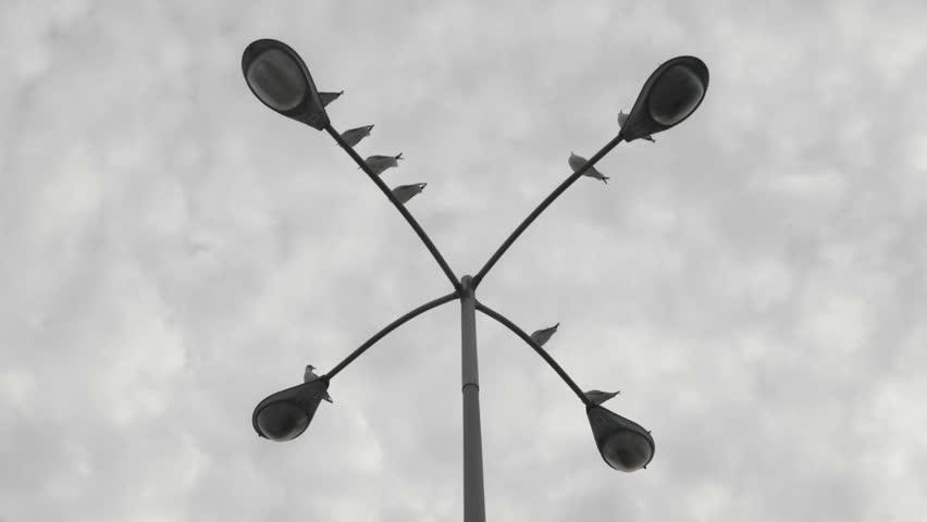 Birds pearch on a 4 way light in a parking lot with overcast skies