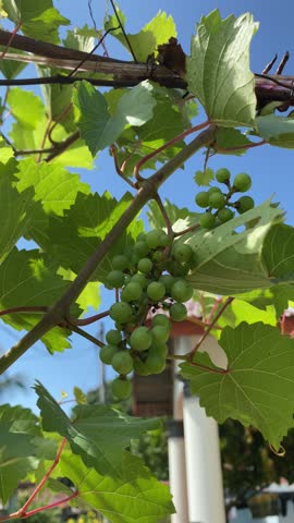 Green grape vine plant with leaves in garden