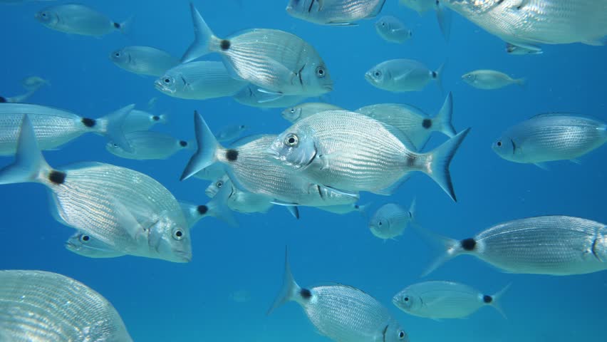 underwater fish scenery from mediterranean  sea breams ocean scenery underwater landscape seabreams  Diplodus sargus