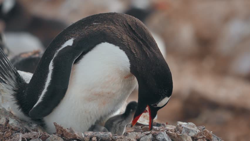 Adult gentoo penguin bends close over small chick resting near broken eggshell on nest
