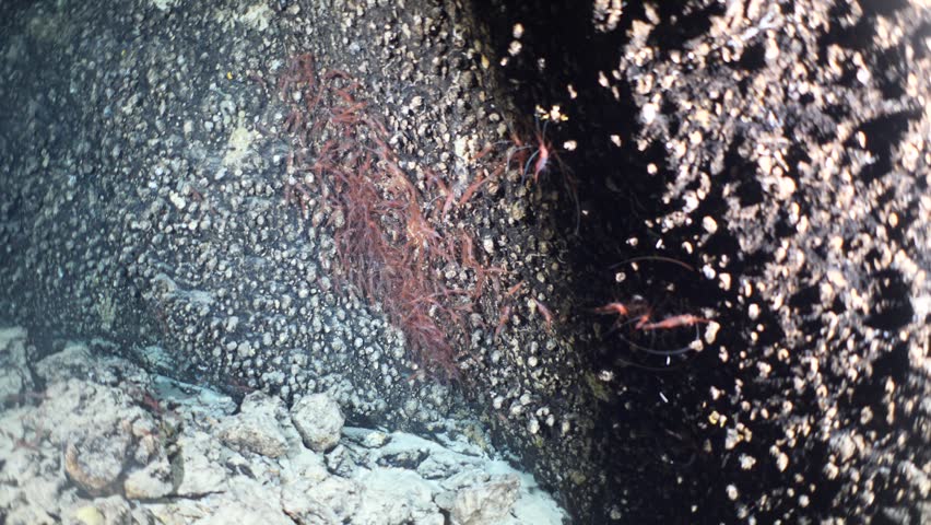 shrimps on the wall of the cave underwater