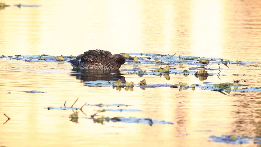 Female Northern Shoveler Duck Swimming Gracefully in Calm Water | Waterfowl Wildlife