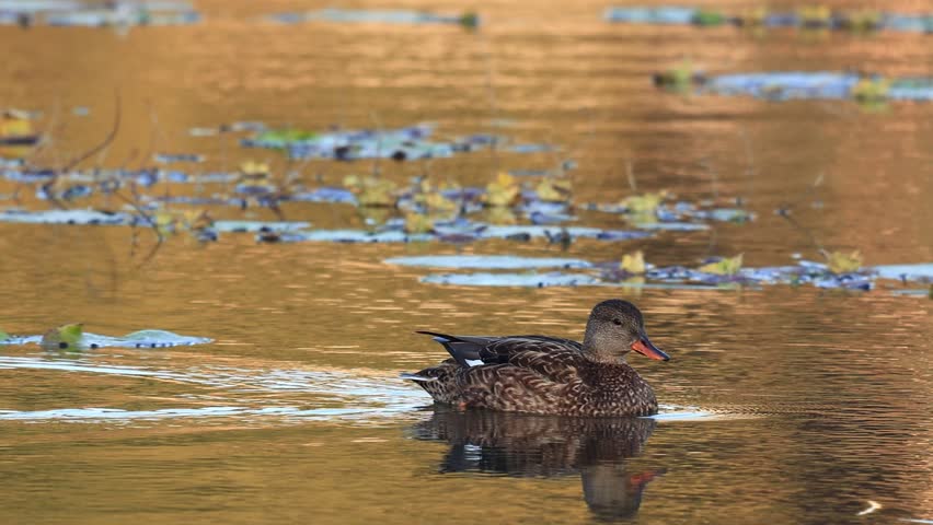 Female Northern Shoveler Duck Swimming Gracefully in Calm Water | Waterfowl Wildlife