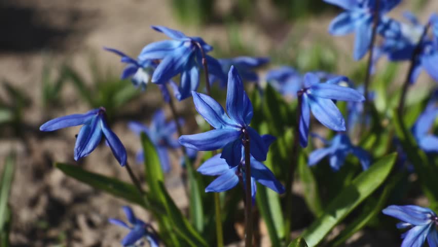 Scilla siberica flower sways in the wind on a bright, sunny, warm day, close-up