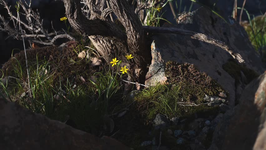 A small yellow flower growing in the rocks on the bank of a mountain river, early spring