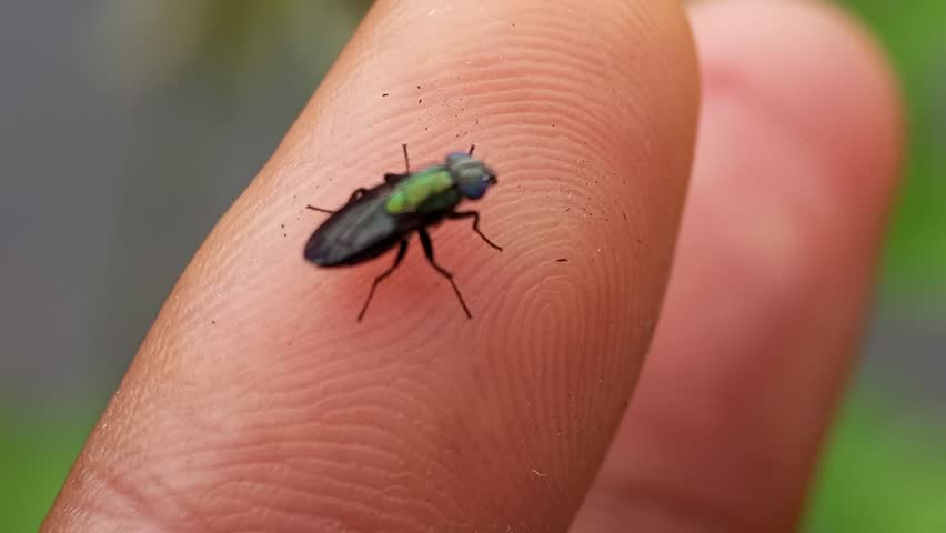 Extreme macro shot of a shiny metallic green soldier fly (Sarginae) resting on a human finger, showcasing detailed textures of its compound eyes and wings.