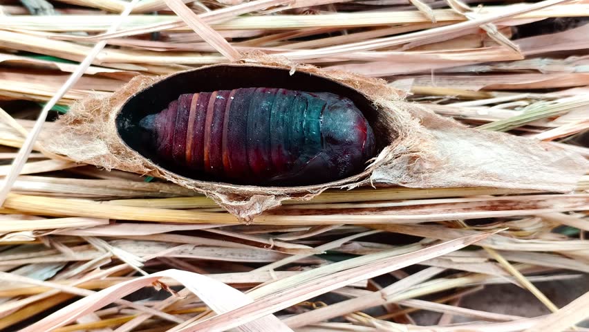 This slow-motion close-up shows an Atlas moth pupa writhing and twisting on a silk casing in a controlled captive environment. This occurs as the creature senses disturbance. Attacus atlas is a member of the Saturniidae (Giant Silk Moth) family.