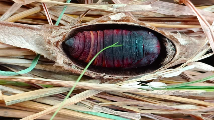 A close-up of footage from an experiment where an atlas moth cocoon was touched with a plant tendril, and the creature writhes in response. The footage was taken in a controlled captive environment with natural lighting, making it suitable for entomology and biology education.