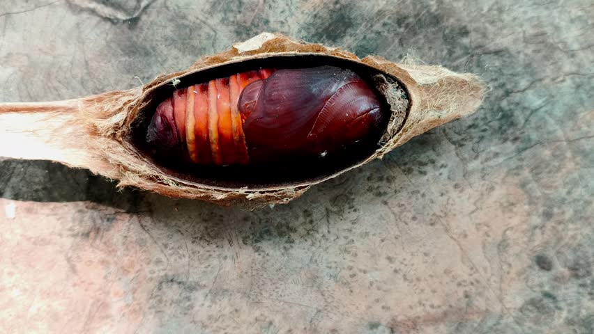 This footage captures the moment a small insect crawls over an Atlas moth pupa, causing the giant moth to writhe inside its silken cocoon on a textured wooden table. The video was created as an experiment to see how the pupa responds to gentle touch. It