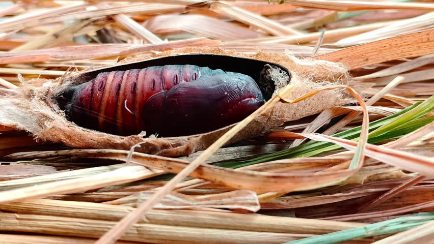 A close-up of footage from an experiment where an atlas moth cocoon was touched with a palm viber, and the creature writhes in response. The footage was taken in a controlled captive environment with natural lighting, making it suitable for entomology and biology education.