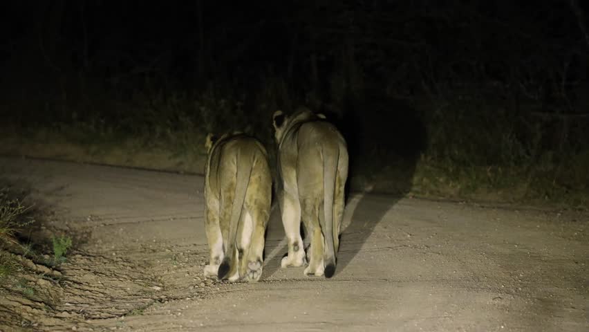  Lions walking on the road at night