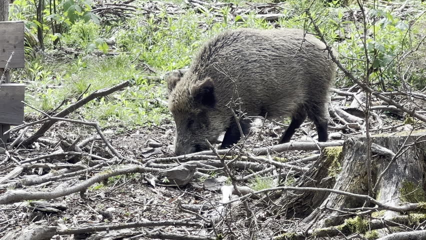Wild boar foraging in a forest in Germany, featuring natural wildlife behavior, woodland habitat and a close-up of a European wild animal in its natural environment
