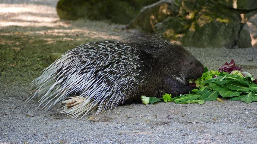 The Indian crested Porcupine, Hystrix indica or Indian porcupine is a large species of hystricomorph rodent belonging to the Old World porcupine family Hystricidae