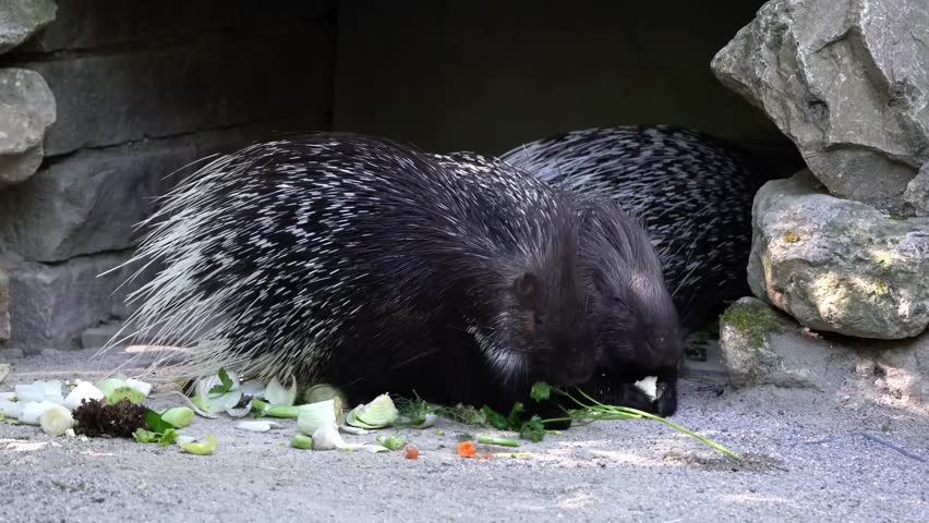The Indian crested Porcupine, Hystrix indica or Indian porcupine is a large species of hystricomorph rodent belonging to the Old World porcupine family Hystricidae