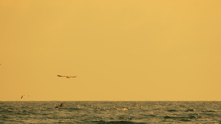 Seagulls ocean sunset golden atmosphere over sparkling deep sea water with ample copy space.