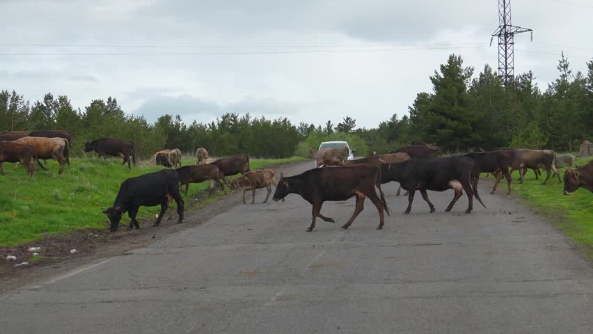 Large herd of brown and black cows calmly walking and crossing an old asphalt road in the countryside, moving from one green pasture to another under a cloudy sky, blocking traffic