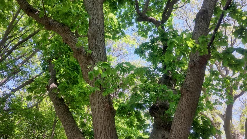 Looking up at tall trees with lush green leaves swaying gently in the breeze, with patches of blue sky visible through the canopy.