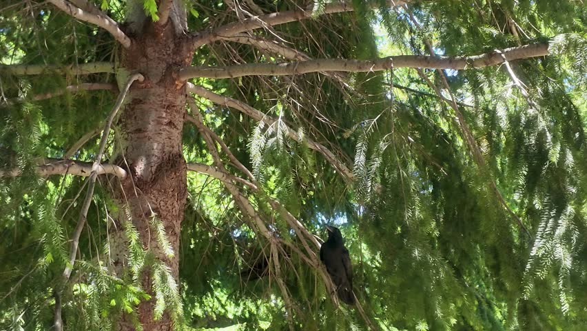 Two crows perches quietly among lush green tree branches and foliage gently swaying in the breeze under bright natural daylight.
