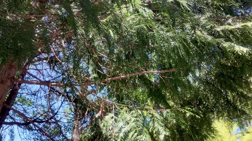 Looking up through tall conifer tree branches covered in lush green leaves swaying gently in the wind against a bright blue sky.