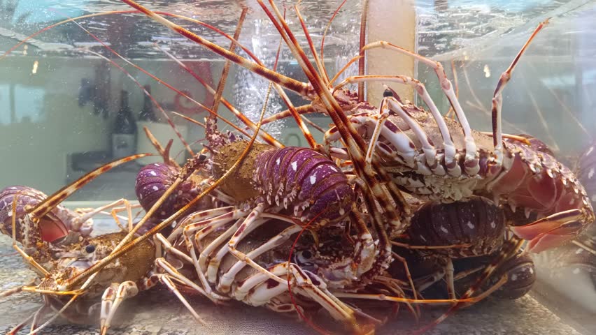 Live spiny lobsters in a holding tank