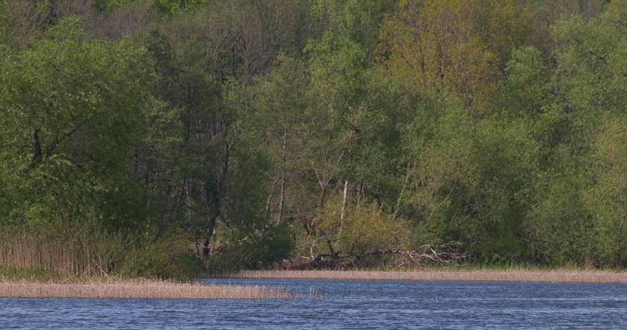 Slow motion panoramic view of a western marsh harrier flying over a group of great crested grebes swimming in the water of a scenic lake, with a dense green forest on the shore