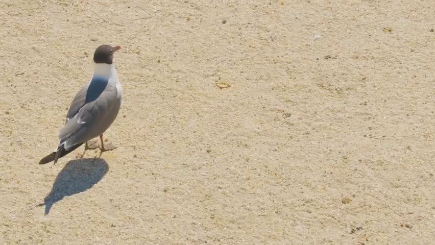 Laughing Gull Standing on Sandy Beach Under Bright Sunlight with Natural Shadow in Peaceful Coastal Habitat Environment.