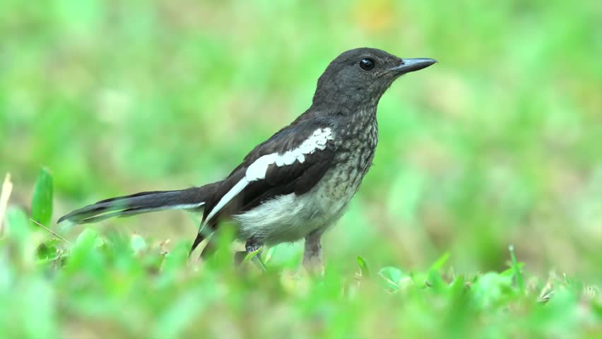 Young Oriental Magpie Robin Bird Standing On Green Grass Ground