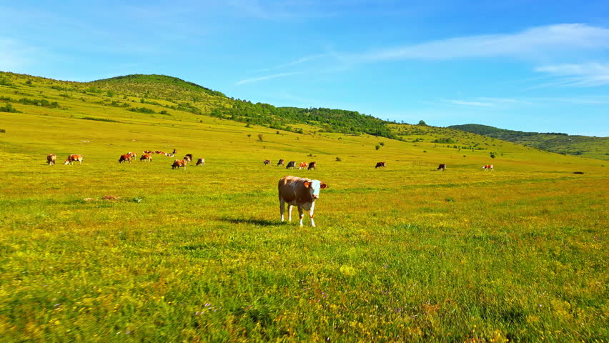 A cow stands in a lush meadow surrounded by grazing domestic cattle, set against rolling green hills under a clear blue sky. The serene agricultural landscape highlights the peacefulness.