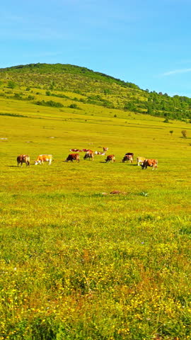 A herd of cows grazes peacefully across a lush green meadow, with rolling hills and clear blue skies in the background. Highlighting the serene beauty of rural agriculture.