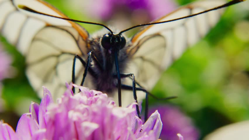 Delicate butterfly with translucent wings perches on a vibrant purple flower. Its black body contrasts with soft petals, captured in close-up. The background is blurred greenery and more flowers