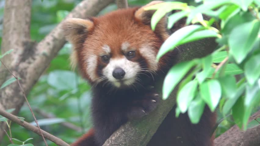 Himalayan racoon, red panda (Ailurus fulgens) bear or raccoon in Chengdu City Zoo. State animal of Sikkim
