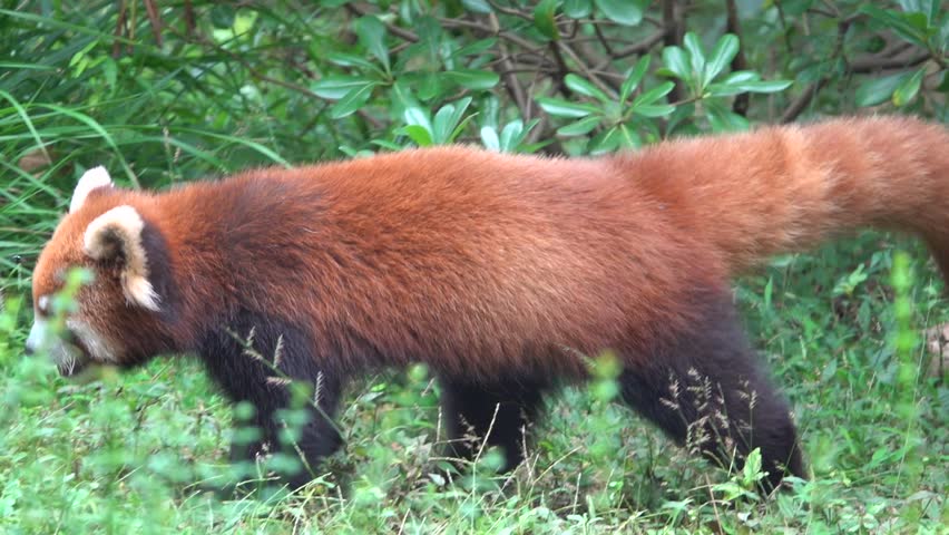 Himalayan racoon, red panda (Ailurus fulgens) bear or raccoon in Chengdu City Zoo. State animal of Sikkim