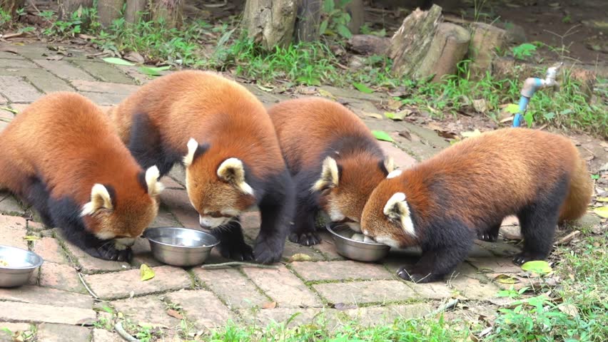 Himalayan racoon, red panda (Ailurus fulgens) bear or raccoon in Chengdu City Zoo. State animal of Sikkim