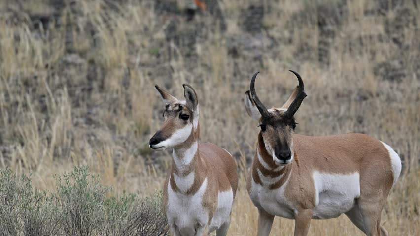 Close-up footage of a Pronghorn (Antilocapra americana) mating pair during the rutting season, showcasing natural breeding behavior, courtship interactions, and life in the open grasslands, captured in stunning 4K Ultra HD resolution.
