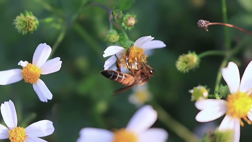 A detailed 4K macro video focusing on Apis dorsata