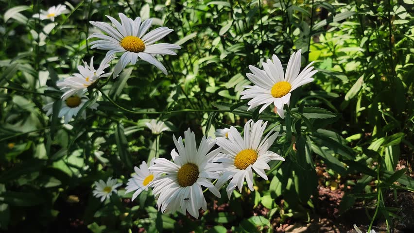 Beautiful white wildflowers with bugs flying around