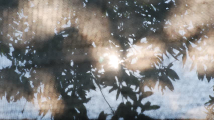 Sunlight Shining Through Tree Leaves Behind Shade Net