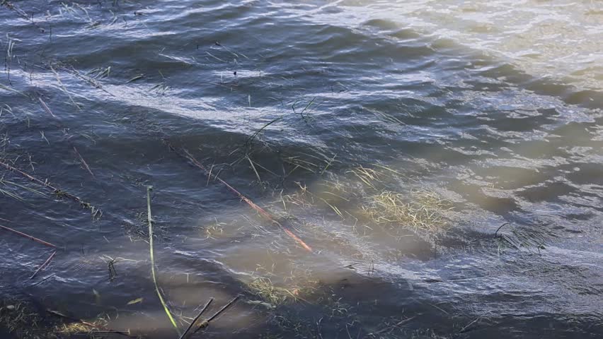 Shallow lakeshore water with gentle ripples carrying grasses, reed fragments, and thin sticks across sunlit shoreline under warm daylight in calm natural wetland scene