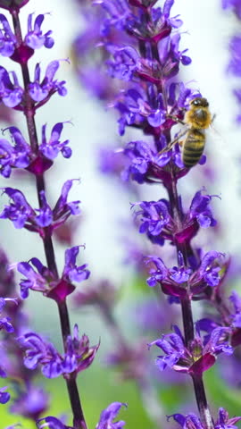 Closeup of a honey bee collecting nectar from vibrant purple lavender flowers, showcasing natures pollination process.