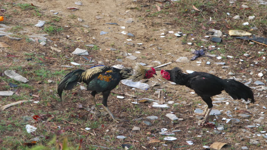 Two roosters fighting and clashing in a traditional cockfight on dirt ground with plastic debris under natural daylight, medium shot.