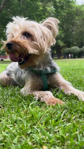 Vertical video of a happy Yorkshire terrier with a harness resting on the lush green grass of a park,enjoying the freedom of a lovely day while playfully sticking out its tongue