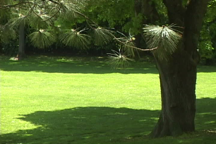 Green space scenic at Portland Oregon park. Open space great for graphic or
