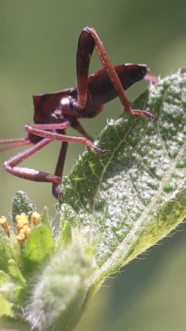 beetle on a leaf close up 